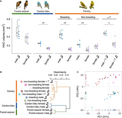 The Gene Expression Profile of the Song Control Nucleus HVC Shows Sex Specificity, Hormone Responsiveness, and Species Specificity Among Songbirds